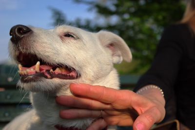 Close-up of hand by dog