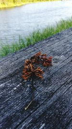 Close-up of lizard on wood by lake