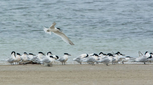 Flock of seagulls on beach