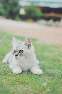 Portrait of cat relaxing on field