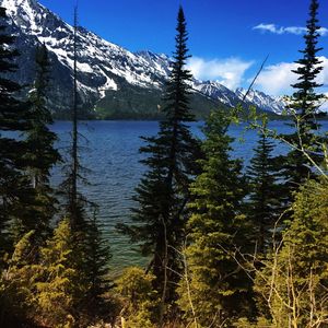 Pine trees in forest against sky