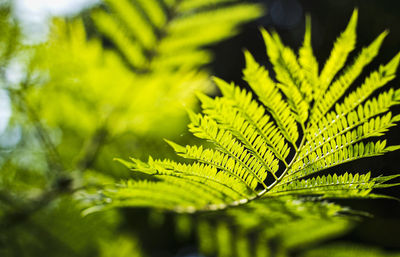 Close-up of fern leaves on tree