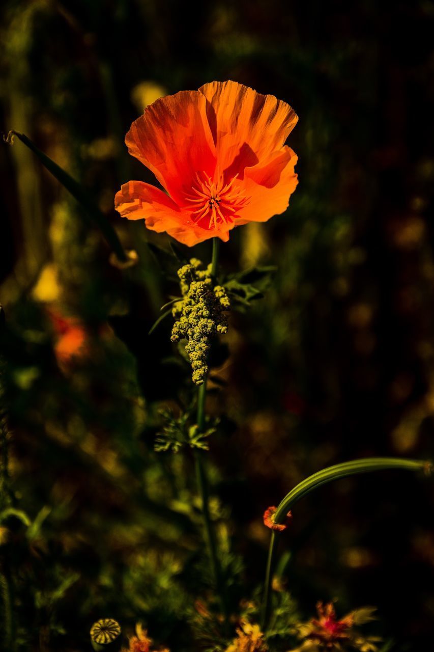 CLOSE-UP OF ORANGE FLOWER AGAINST BLURRED BACKGROUND