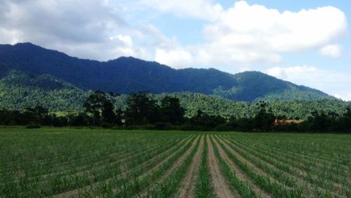 Scenic view of field against cloudy sky