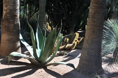 Cactus plant growing on tree trunk