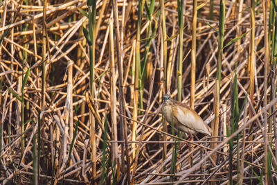 Close-up of bird perching on grass