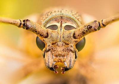 Extreme close-up of insect