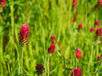 Close-up of red flowering plants on field