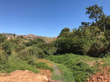 Scenic view of forest against clear blue sky