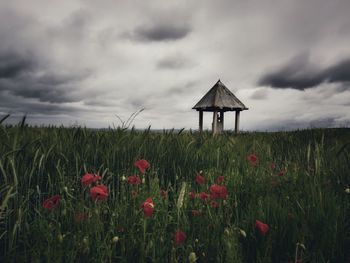 Red flowering plants on field against cloudy sky