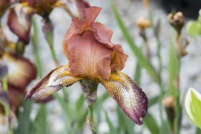 Iris gladiolus in bloom in the garden