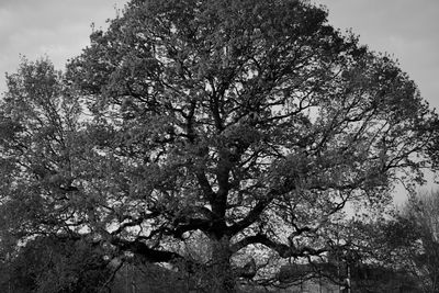 Low angle view of trees against sky
