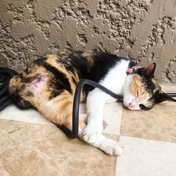 Cat sleeping on wall