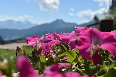 Close-up of pink flowering plants