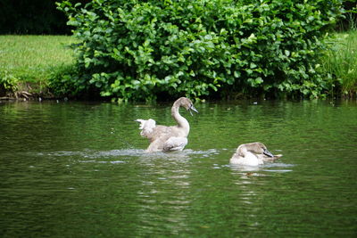 Swan floating on lake