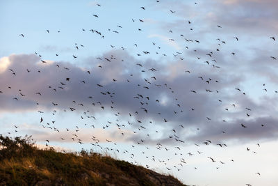 Low angle view of birds flying in sky