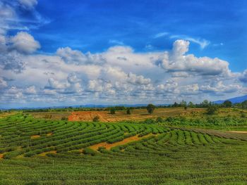 Scenic view of agricultural field against sky