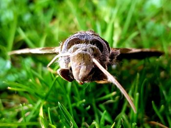 Close-up of a lizard on grass