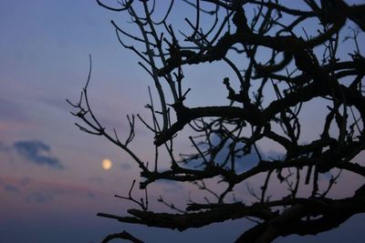 Low angle view of bare trees against sky at sunset