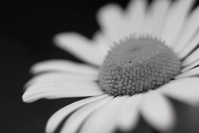 Close-up of flower