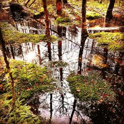 Reflection of trees in water