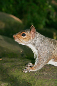 Close-up of squirrel