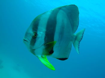 Sharm ash shaykh