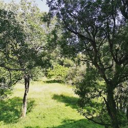 Trees in forest