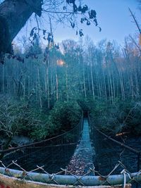 Scenic view of forest against sky