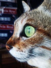 Close-up of cat looking away