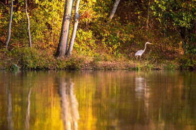 Gray heron in lake