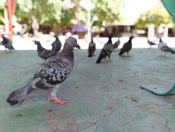 Close-up of pigeons perching on footpath