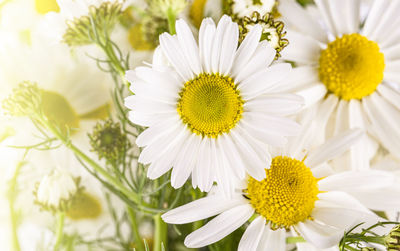 Close up of white daisies as background. nature style
