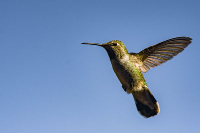 Low angle view of bird flying against clear sky