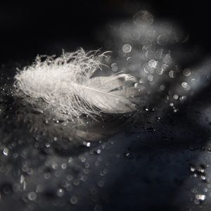 Close-up of wet spider web against black background