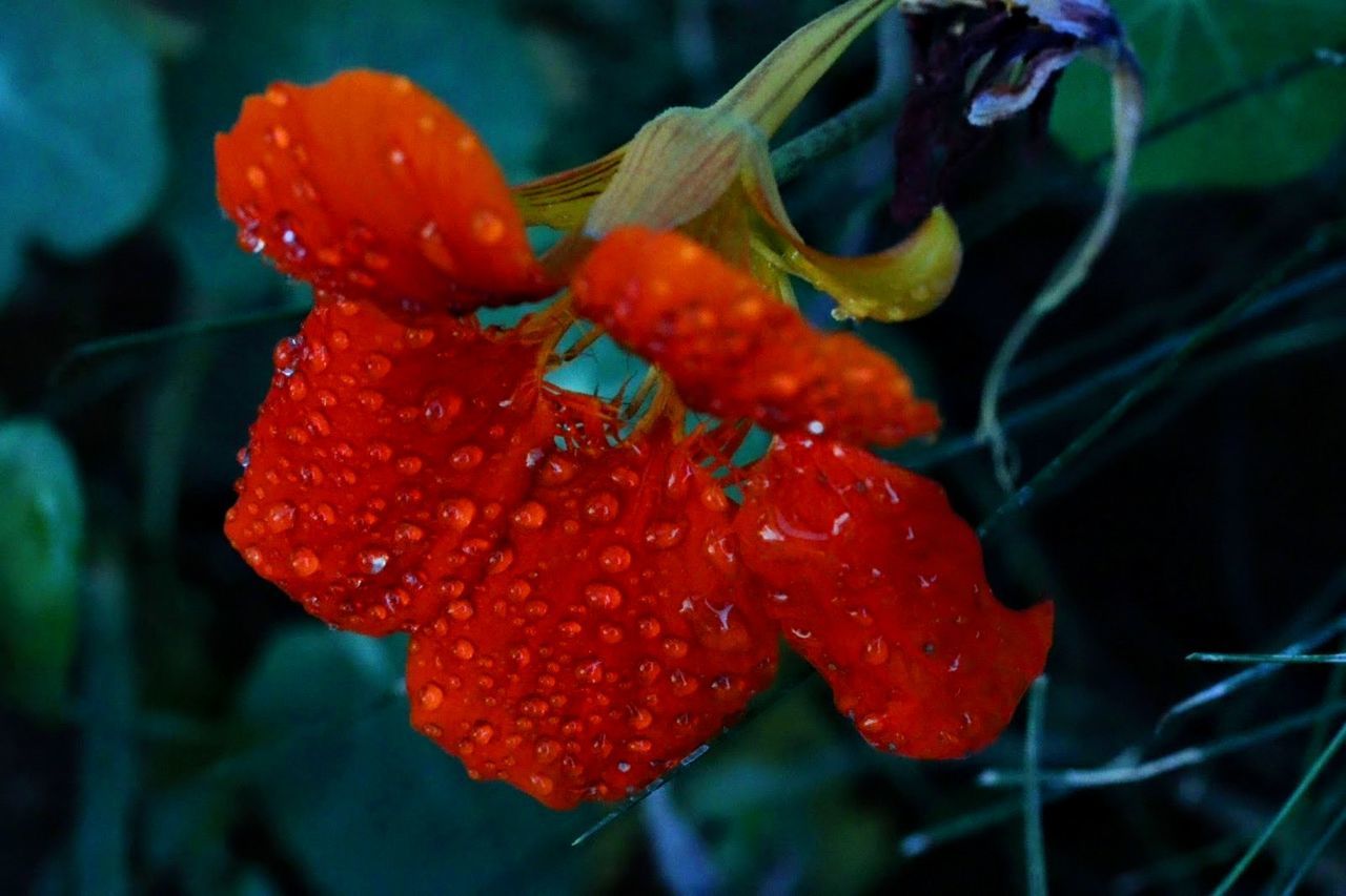 heavy dew Focal Length Spring Flowers Yard Work Sharp Shots Tripod Fstop Macro Flower Photography Flower Photography Photography 100mm Macro 2.8 Canon Macro Lense Raindrops Dew Red Flower Beautiful Flowers DSLR Western States Rural America Landscape Macro