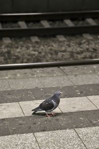 High angle view of pigeon perching on footpath