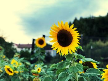 Close-up of yellow sunflower against sky