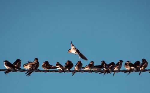 Low angle view of birds flying against clear blue sky