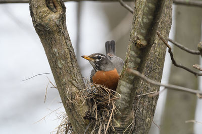 Close-up of birds perching on tree