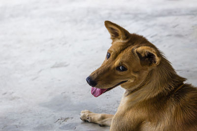 Close-up of a dog looking away