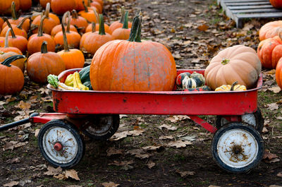 Wagon full of pumpkins and gourds for halloween and fall decorating