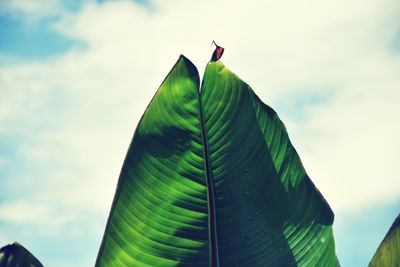 Low angle view of a bird