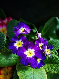 Close-up of purple flowers blooming outdoors