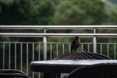 Close-up of bird perching on railing