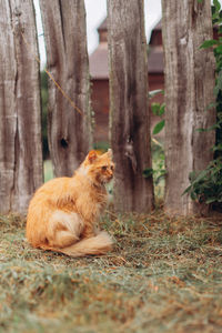 Cat sitting on tree trunk