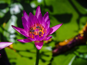 Close-up of insect on pink water lily