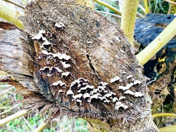 Close-up of lichen on tree trunk