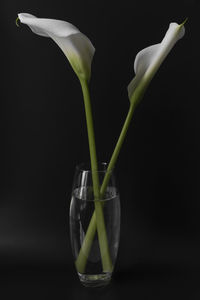 Close-up of flower vase with two calla lilies against black background