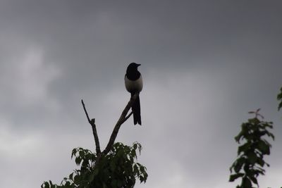 Bird perching on branch